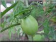 pear tomato