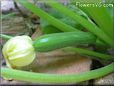 small zucchini