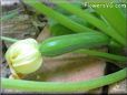 small zucchini  pictures