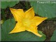 zucchini flower blossom