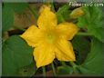 squash blossom