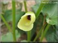 okra blossom