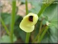 okra blossom