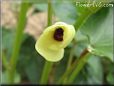 okra blossom