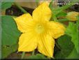 squash blossom