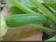 small zucchini