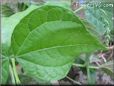 green bean leaf