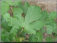 okra leaf