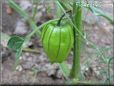 tomatillo vegetable