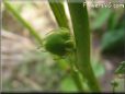 very small okra  pictures
