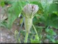 gourd vegetable