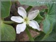  gourd blossom flower