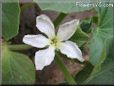  gourd blossom flower