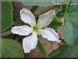  gourd blossom flower