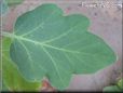 eggplant leaf