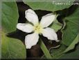  gourd blossom flower