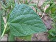 green bean leaf