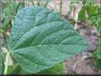 green bean leaf