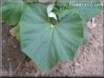 gourd vegetable
