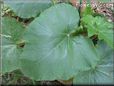 gourd vegetable