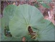 gourd vegetable