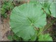 gourd vegetable