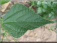 green bean leaf