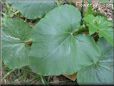 gourd vegetable