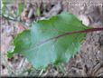 beet plant vegetable