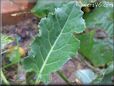  kohlrabi leaf