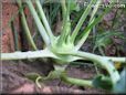 kohlrabi  pictures