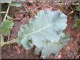  kohlrabi leaf