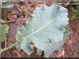  kohlrabi leaf