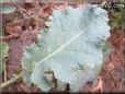  kohlrabi leaf