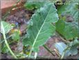  kohlrabi leaf