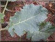  kohlrabi leaf