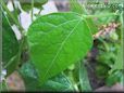 green bean leaf