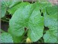 zucchini leaf pictures