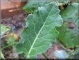  kohlrabi leaf