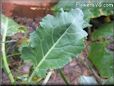  kohlrabi leaf