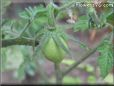 small pear tomato pictures
