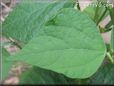 green bean leaf