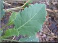  kohlrabi leaf