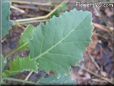  kohlrabi leaf