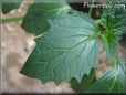 tomatillo leaf pictures