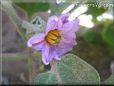 eggplant blossom