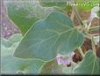 eggplant leaf