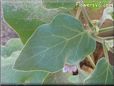 eggplant leaf