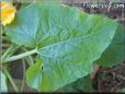  zucchini leaf