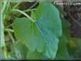  zucchini leaf